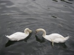 white-swans